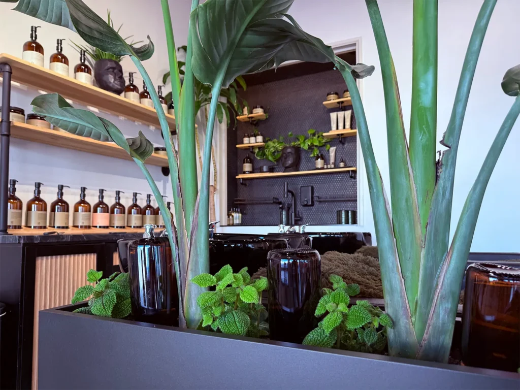 A hair salon interior featuring shelves stocked with dark glass bottles and potted plants in the foreground. - Ka'ton Salon, Fort Lauderdale FL